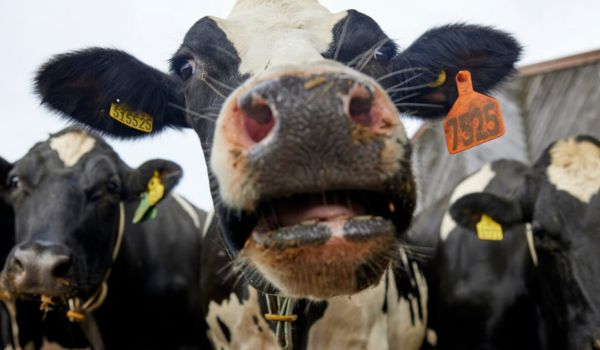 Modern Digital Platform for Livestock Feed & Nutrition